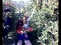 Appels plukken Appels plukken