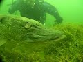 Grote snoek van minstens 1 meter 20, dit is exl de vergroting die je onderwater hebt, en waar veel duikers zich op verkijken, op het droge is hun grote snoek meestal ietsje kleiner, maar aangezien ons Spritsje hier(de duiker op de achtergrond) op de foto ook al 100 kilo weegt kun je wel zelf oordelen hoe groot de snoek is, dus Snoek met duiker sprits op de film,Snoek had 1 blind oog dus makkelijk te benaderen van die kant