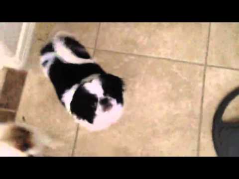John McFerrin's dog Arrow