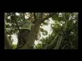 Tree in the Forest Trailer