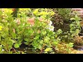 poissons rouge