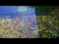 poissons rouge