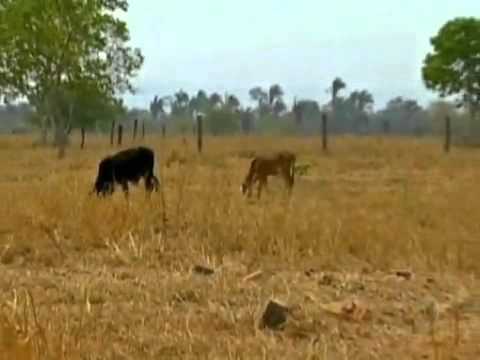 Estiagem prolongada provoca prejuízos em Mato Grosso