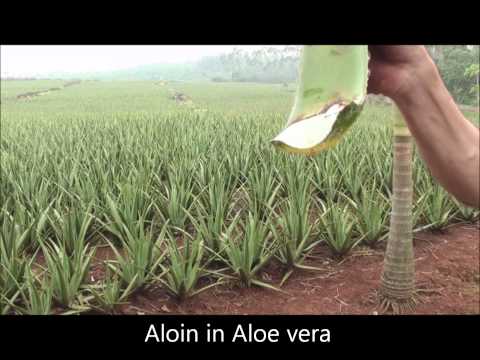 how to harvest aloe vera