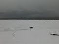 madadh-allaidh a tighinn faisg oirnn