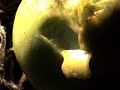 vidnodno / VJing set / bonobo / scuba ( amon tobin mix )