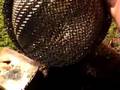 vidnodno / vjing set / bonobo / scuba ( amon tobin mix )