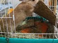 ミロさん張り切り中