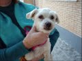 adoptar animales de la protectora siemprecontigo rota cadiz adoptar animales de la protectora siemprecontigo rota cadiz