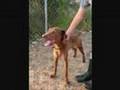 adoptar animales de la protectora siemprecontigo rota cadiz