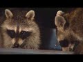 The Cute Raccoon Family! [Camera Project 2.1 HD/Raccoons]