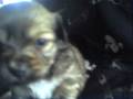 Puppys!