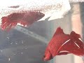 www.bettasplendens.co.uk bettas spawning close up