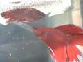 www.bettasplendens.co.uk bettas spawning close up