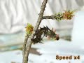 Imperial Moth Larva (brown Form) Molting