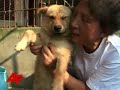 Woman Shelters Animals Injured in China Quake