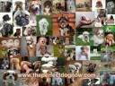 The Right Dog for your Family The Right Dog for your Family