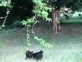 8) KITTEN MEETS FAWN 8) KITTEN MEETS FAWN