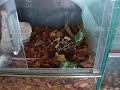 Bitis rhinoceros kill mouse