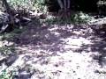 RECO0060 o corajoso