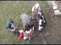 Patriot Skit