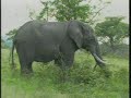 Big Bull Elephant Pt.1