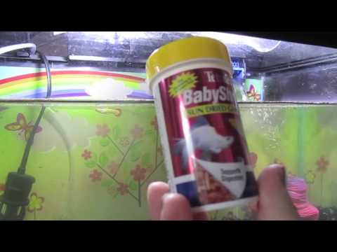 how to care apple snail
