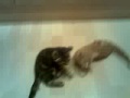 Wrestling Kittens.mp4