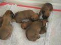 Boxer Puppies Boxer Puppies