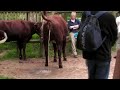 cow peeing