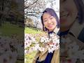 飯能の桜、満開です🌸