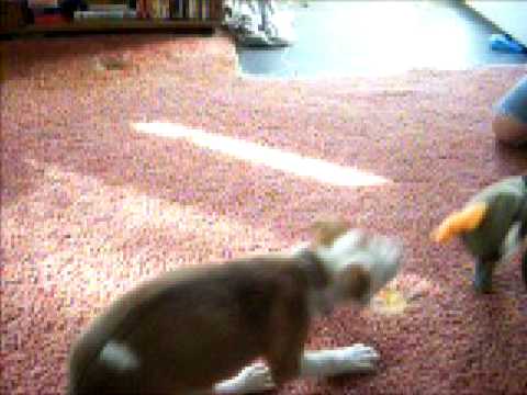 gator pitbull