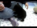 Adorable bear cub
