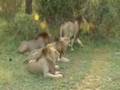 Five Lions roaring together...
