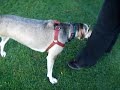 Dog Fight Dog Fight