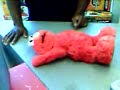 The Death of Elmo.....