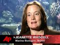 survey: weather changes threaten coral reefs