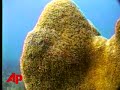 survey: weather changes threaten coral reefs