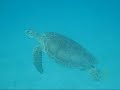 Snorkeling in St. John, USVI Snorkeling in St. John, USVI
