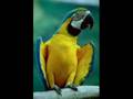 Assistir ao v�deo
