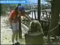 MONKEY HEAD SCRATCH!!! HILARIOUS MONKEY HEAD SCRATCH!!! HILARIOUS