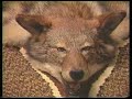 Al Durretts Taxidermy Studio - Buffalo, NY area Al Durretts Taxidermy Studio - Buffalo, NY area