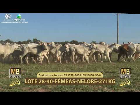 548� LEIL�O VIRTUAL MB LEIL�ES