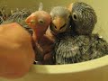 BABY BIRDS: Handfeeding Conures & Cockatiels