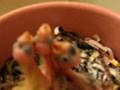 BABY BIRDS: Handfeeding Conures & Cockatiels