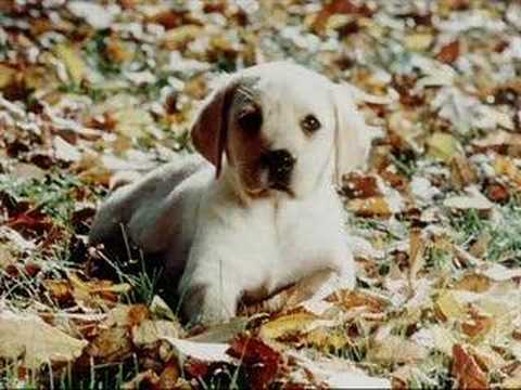 köpekler - DOGS MİRKELAM AŞKIMSIN.