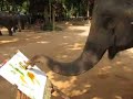 Elephant painting Elephant painting