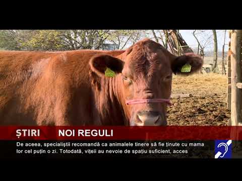 Noi reguli pentru creșterea vițeilor