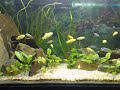 Malawi growth tank