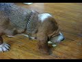 Frieda the basset hound loves apples